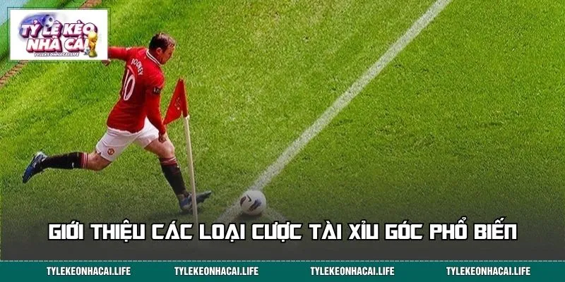 Giới thiệu các loại cược Tài Xỉu góc phổ biến
